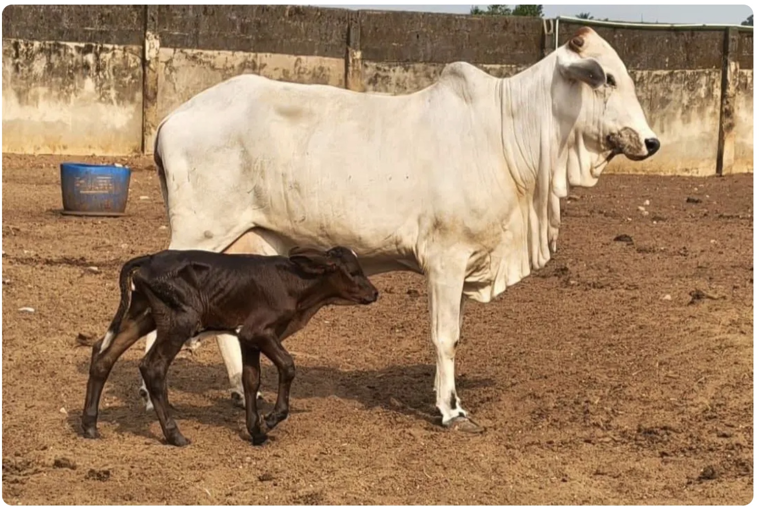 Primeira transferência de embrião da história da Nigéria
