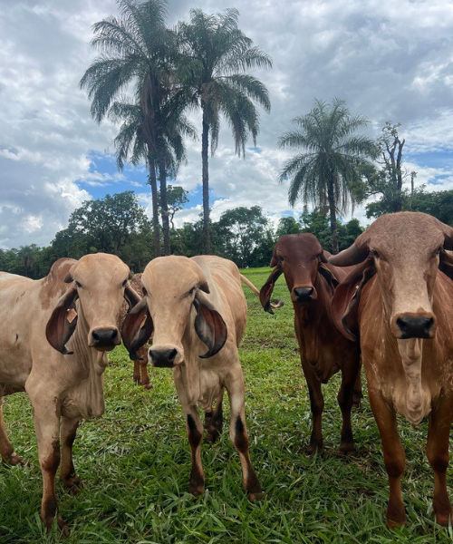 Primeira exportação de embriões para a índia