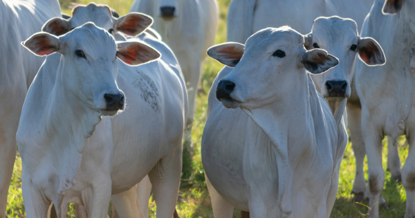 Como o Brasil pode contribuir para a segurança alimentar global